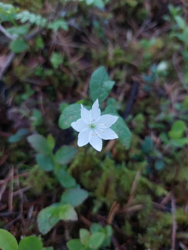Arctic Starflower