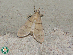 Omiodes poeonalis