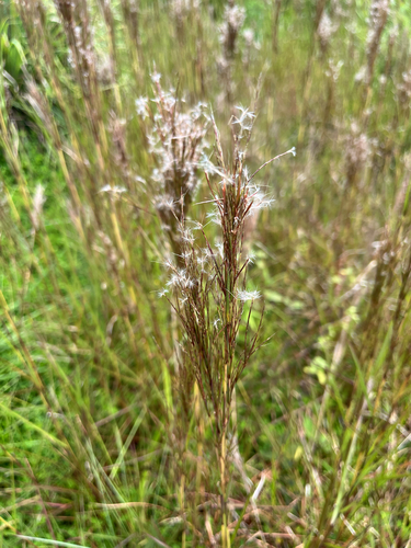 Schizachyrium microstachyum observed 2026-05-30