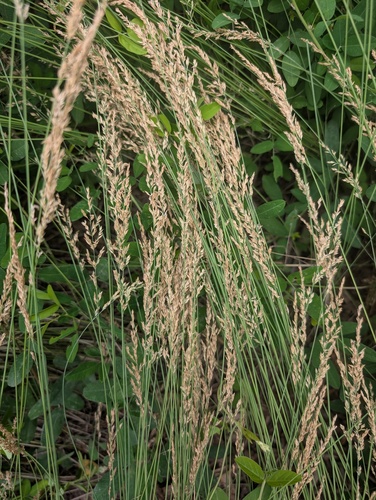 Arundinella hirta iNat (1)