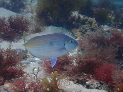 Nemadactylus valenciennesi