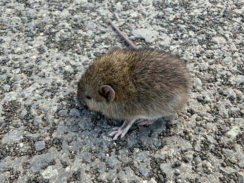 Rattus exulans observed 2026-06-03