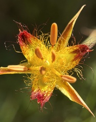 author not stated, no rights reserved Calochortus obispoensis, photograph author not stated, no rights reserved