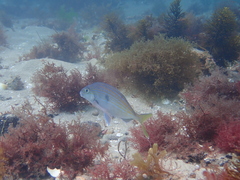 Nemadactylus valenciennesi