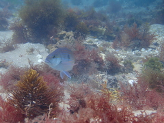 Nemadactylus valenciennesi