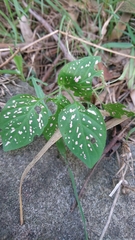 Hypoestes phyllostachya