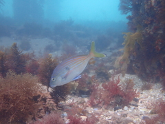 Nemadactylus valenciennesi