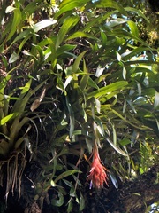 Tillandsia mateoensis