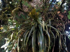 Tillandsia ponderosa