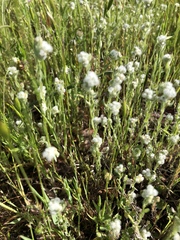 Micropus californicus