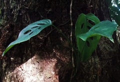 Monstera siltepecana