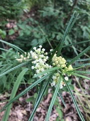 Asclepias verticillata