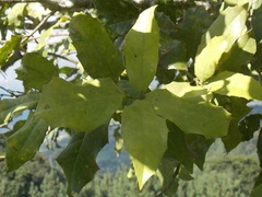 Olmediella betschleriana