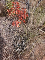Aloe chabaudii, photograph author not stated, no rights reserved