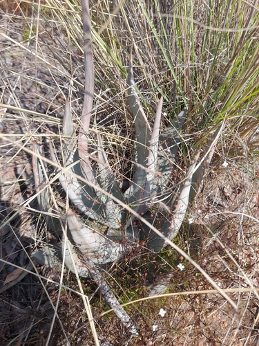 Aloe chabaudii, photograph 6