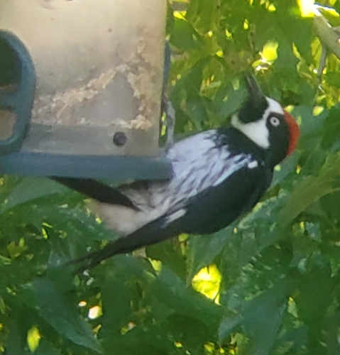 Acorn Woodpecker