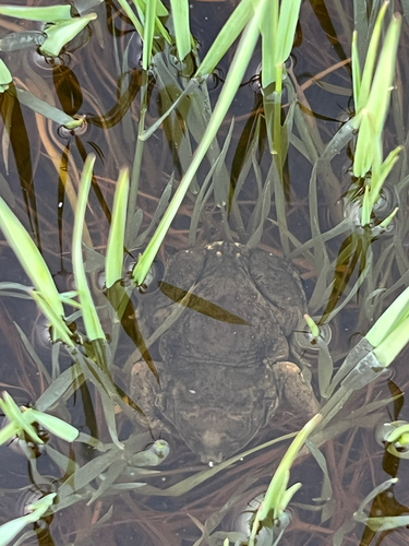 Plains Spadefoot