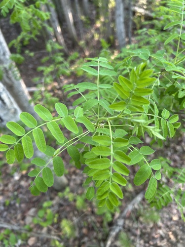 Siberian peashrub