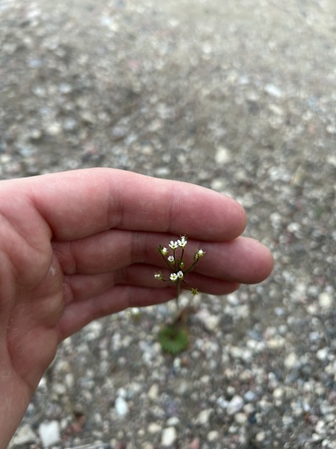 pygmy-flower rock-jasmine