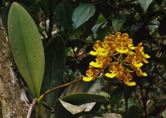 Trichocentrum bicallosum
