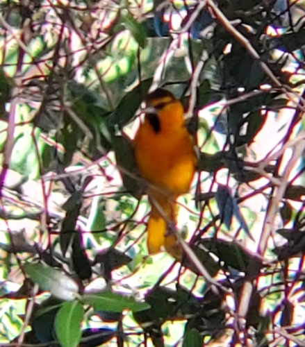 Bullock's Oriole