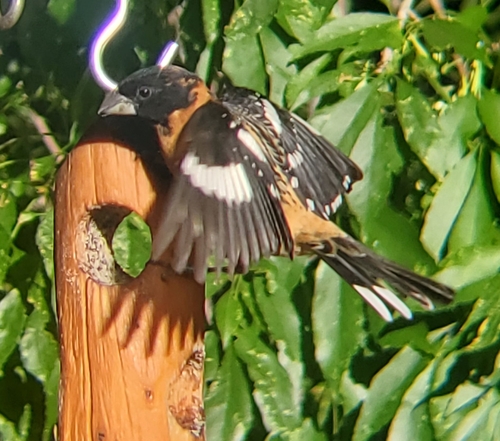 Black-headed Grosbeak