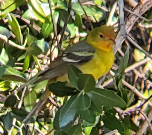 Western Tanager