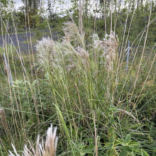 Andropogon tenuispatheus observed 2026-06-03