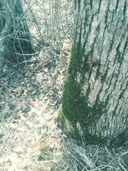 Fissidens subbasilaris