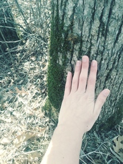 Fissidens subbasilaris