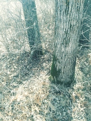 Fissidens subbasilaris