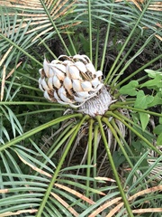 Cycas