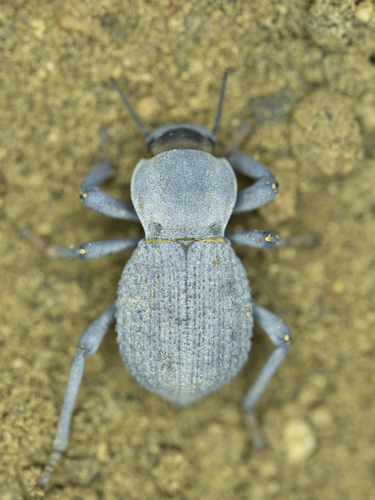Desert Ironclad Beetle photo 4