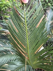 Cycas