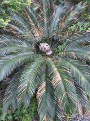Cycas