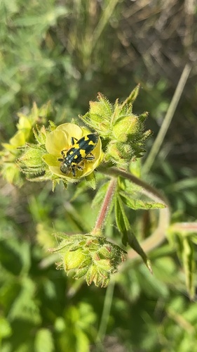 Ornate Checkered Beetle