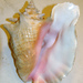 Queen Conch - Photo (c) James St. John, some rights reserved (CC BY)