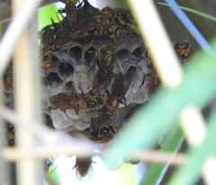 Polistes