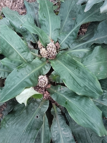 Palisota bracteosa