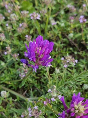 saintfoin milk vetch