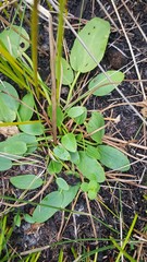 Liparophyllum exaltatum