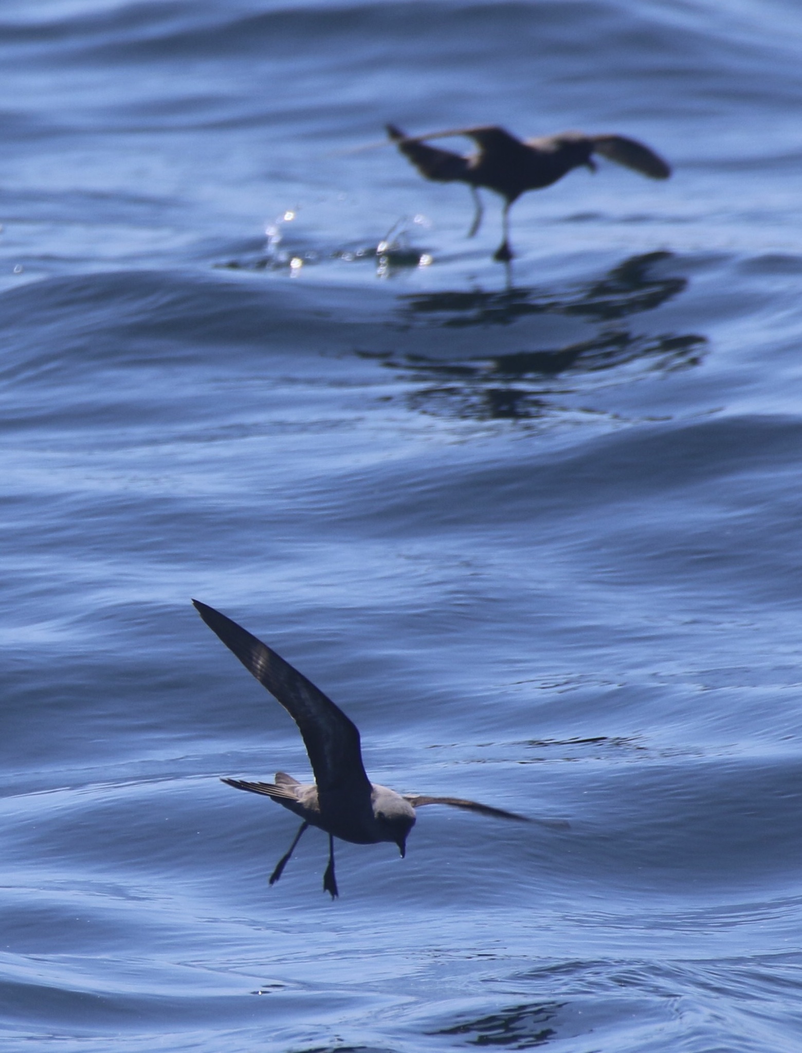Ashy Storm Petrel (Hydrobates homochroa), photo 8