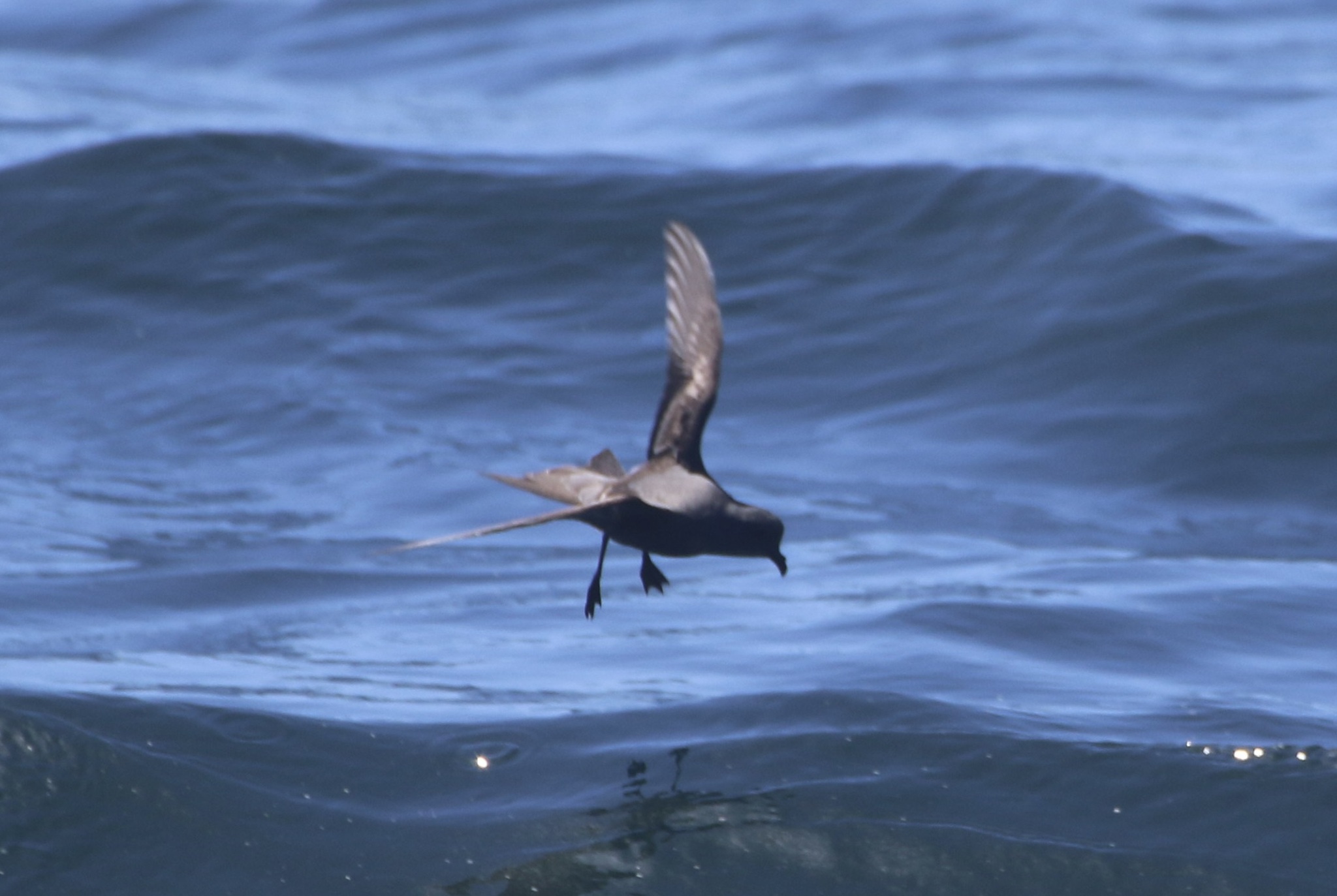 Ashy Storm Petrel (Hydrobates homochroa), photo 9