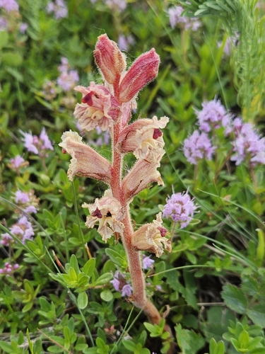 Thyme Broomrape