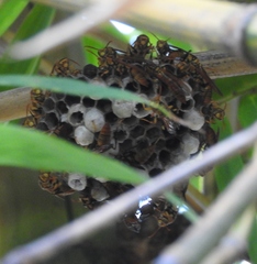 Polistes