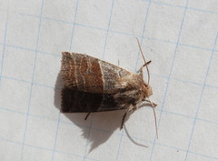 Eupsilia devia