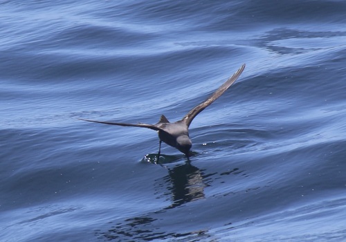 Ashy Storm Petrel (Hydrobates homochroa), photo 9