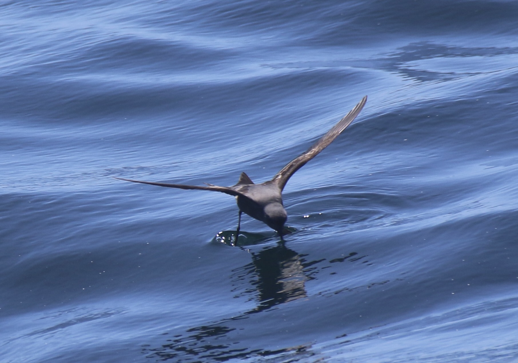 Ashy Storm Petrel (Hydrobates homochroa), photo 10