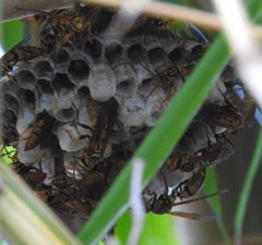 Polistes