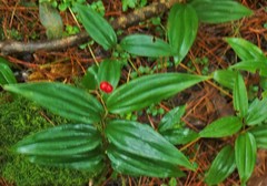 Maianthemum scilloideum